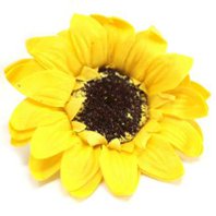 Mýdlový květ slunečnice